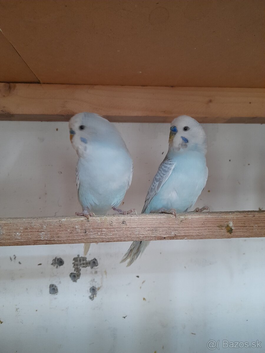 Predam korely a andulky - 2