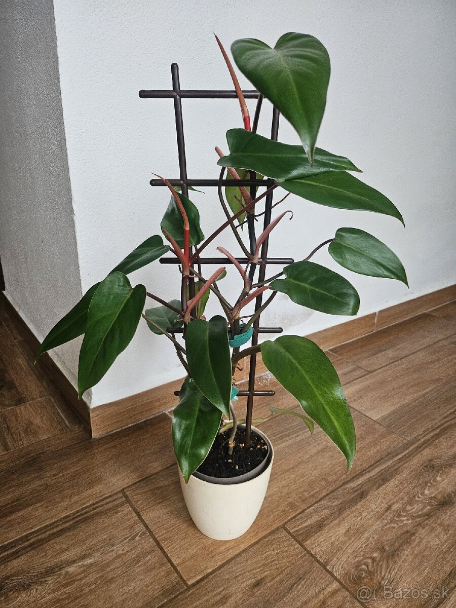 Philodendron Ruby - 2