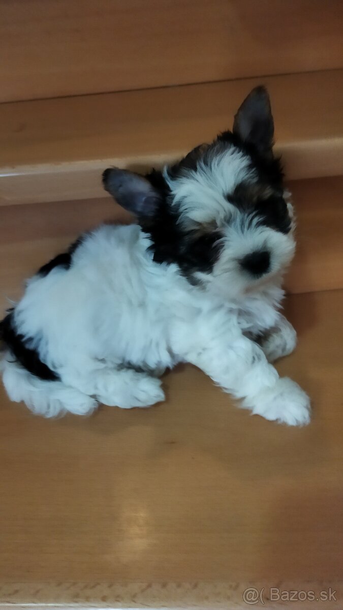 Yorkshirsky terier - 2