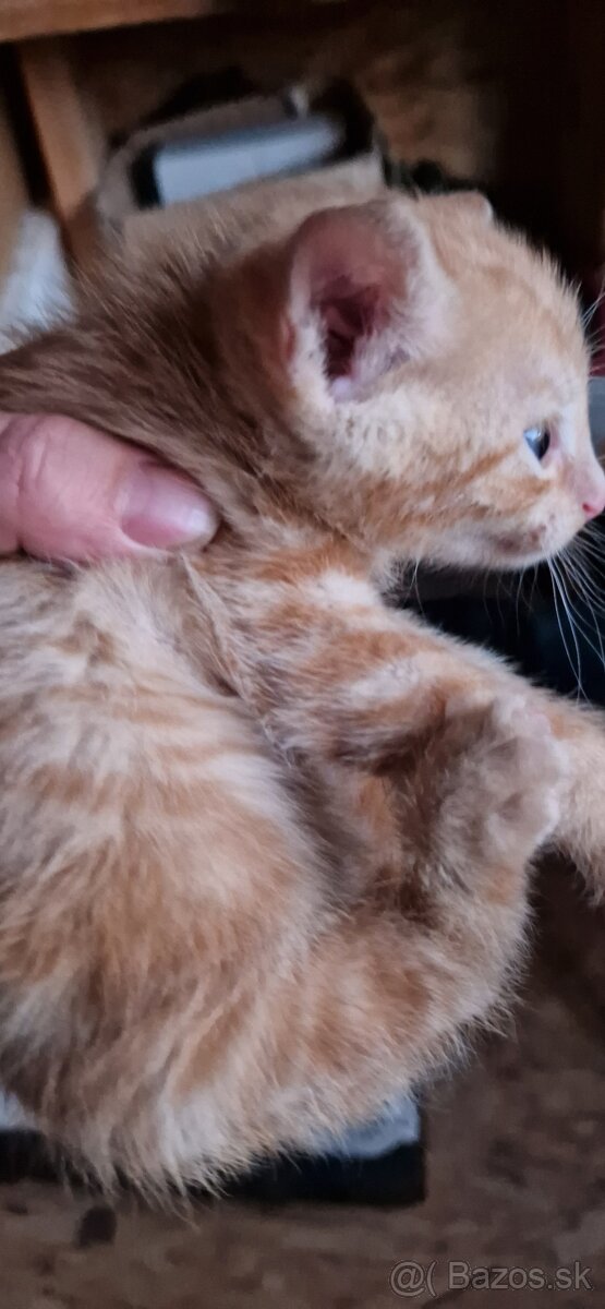 Darujem mačiatka - 2