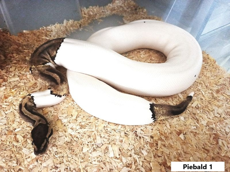 Python regius na Akvatera Košice 2.11. - 2