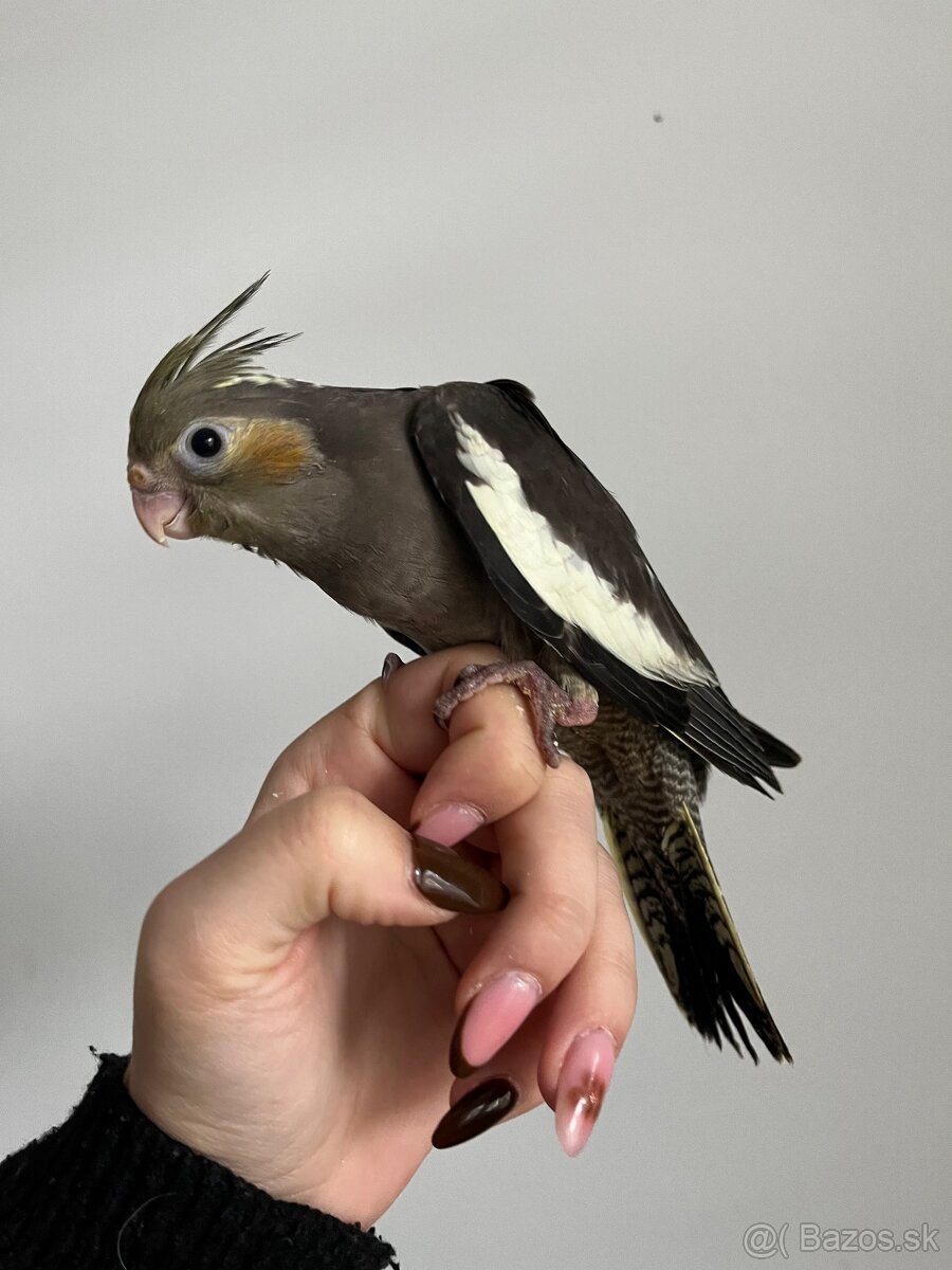 Ručne dokŕmená korela, krotká korela - 2