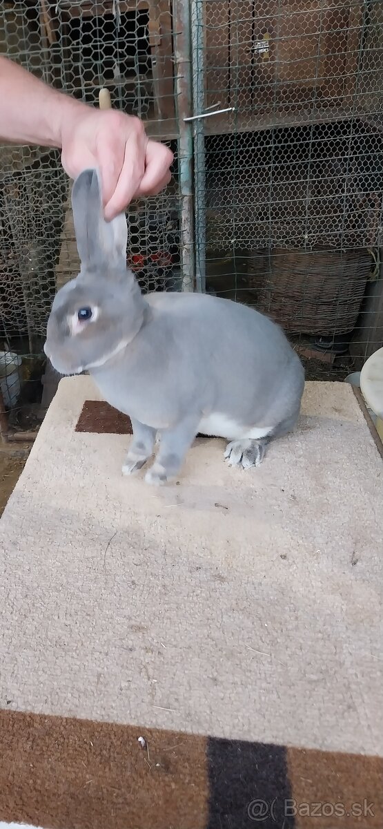 Predám kraliky Ss rex - 2