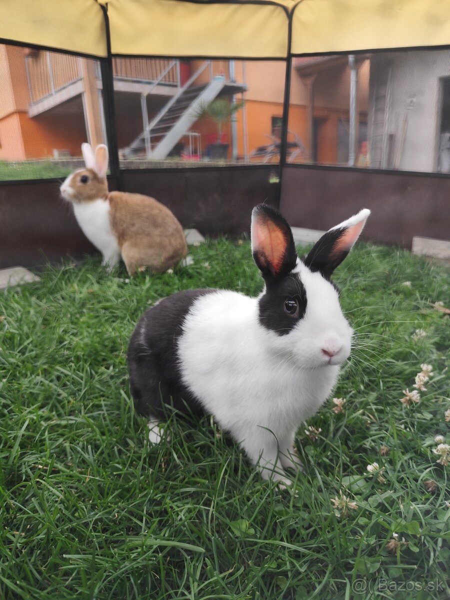 Zakrsly králik - 2