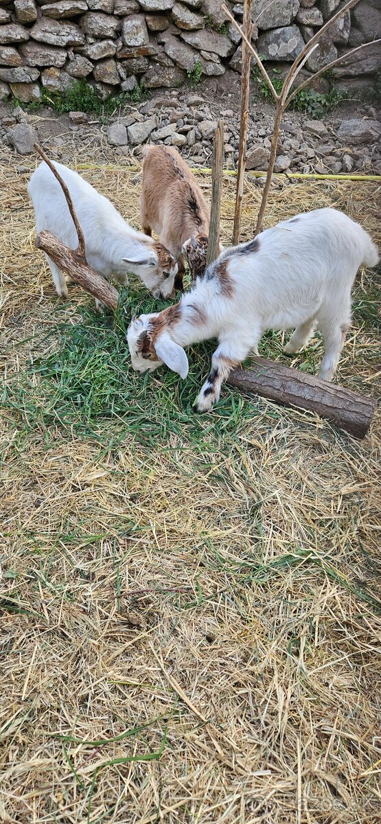 Predam kozicky aj capkov - 2