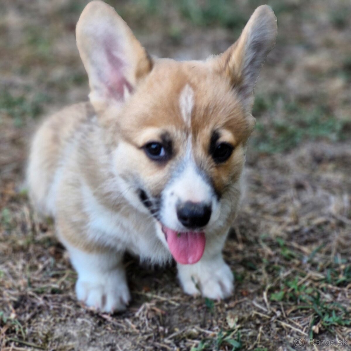 Welsh Corgi Pembroke - 2