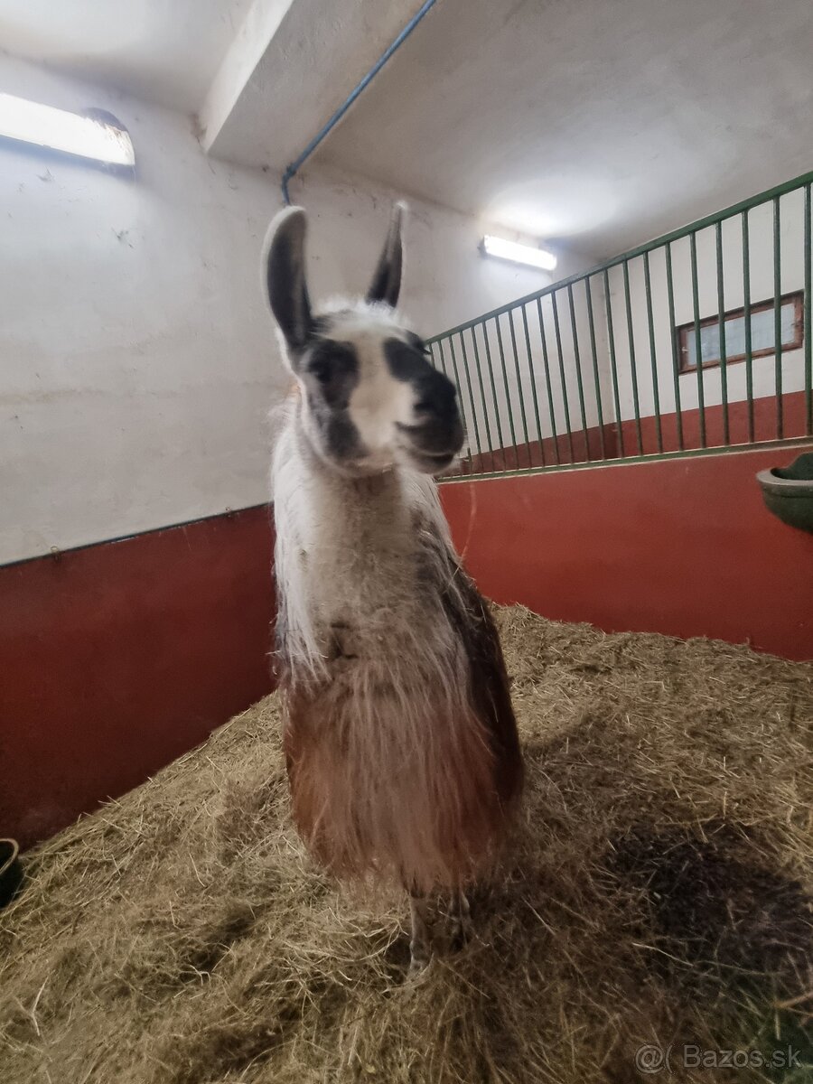 Lama - 2