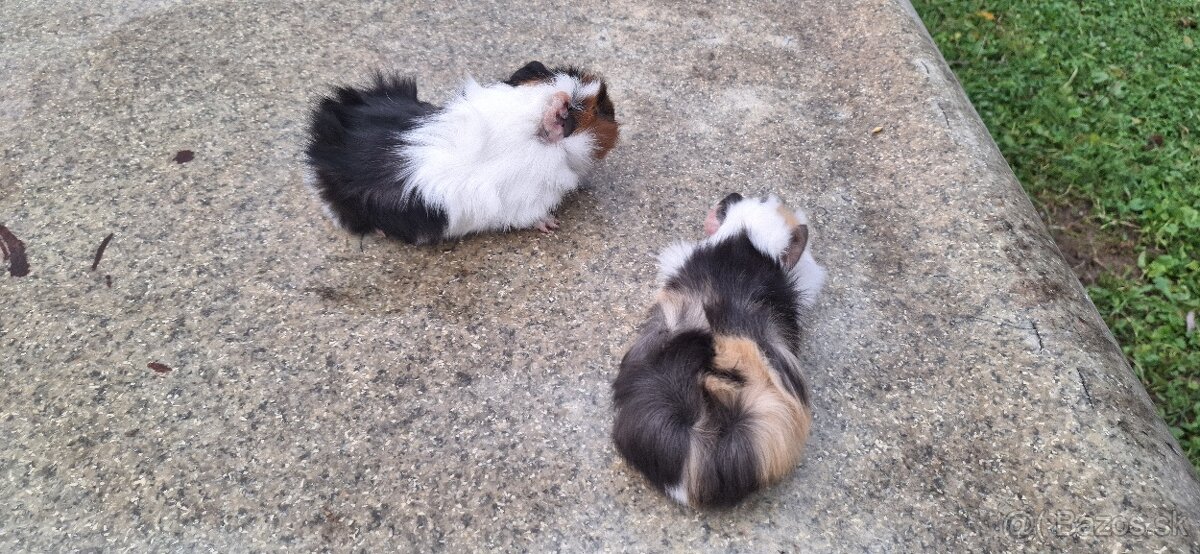 Morské prasiatká - 2