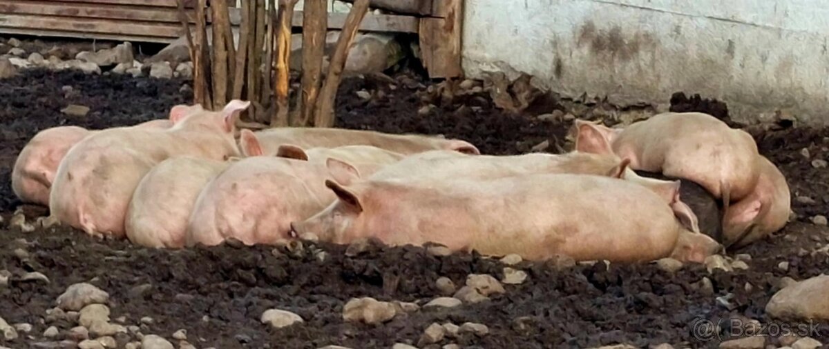 tohtoročné prasce - 2