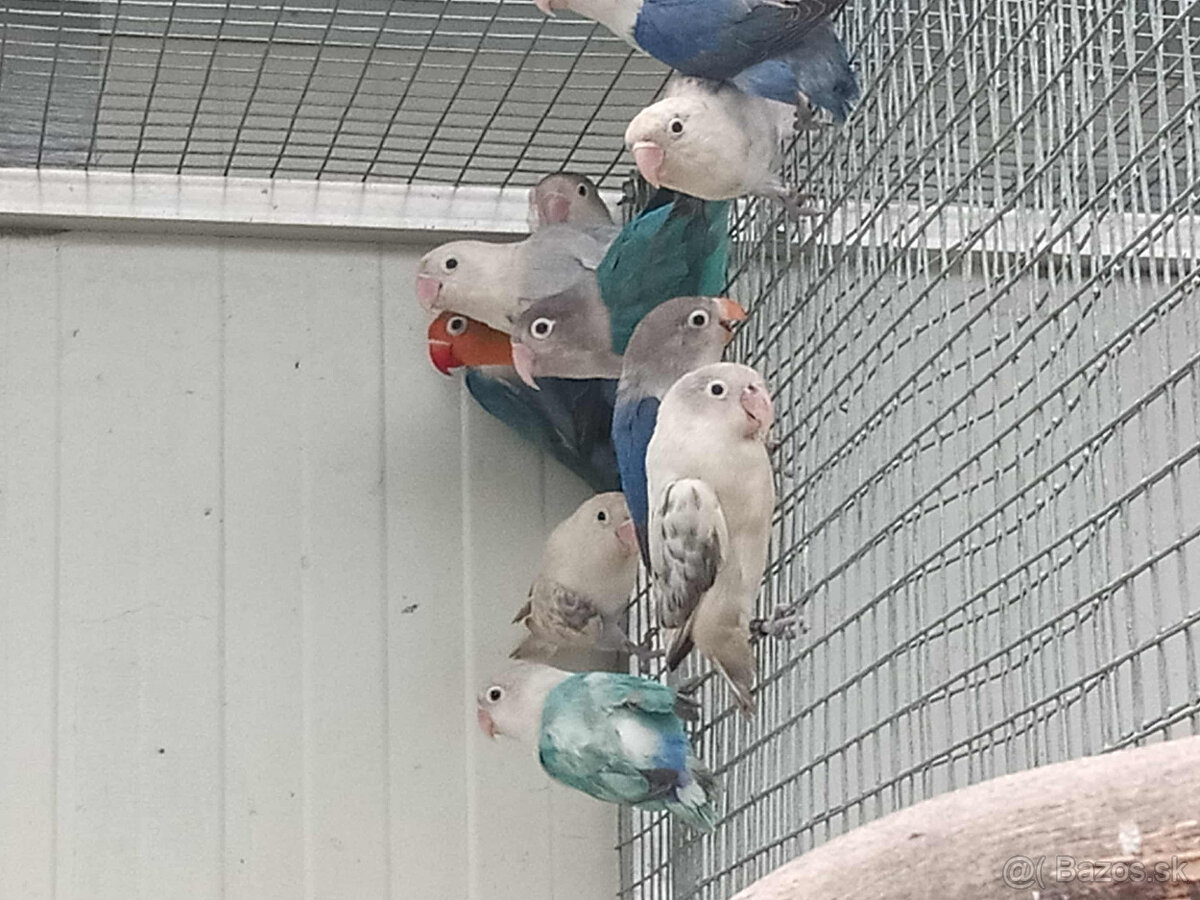 Agapornis fischer - 2