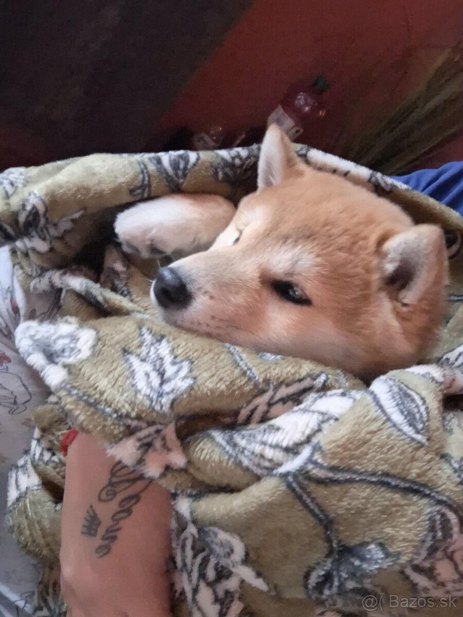 Predam shibu inu - 2