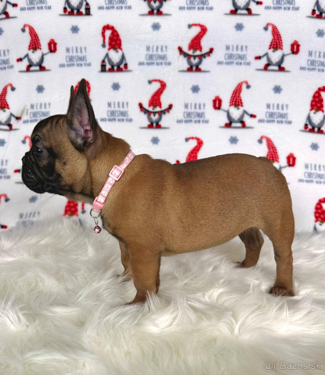 Francúzsky buldoček s PP - sučka BAMBI 🌸 - 2