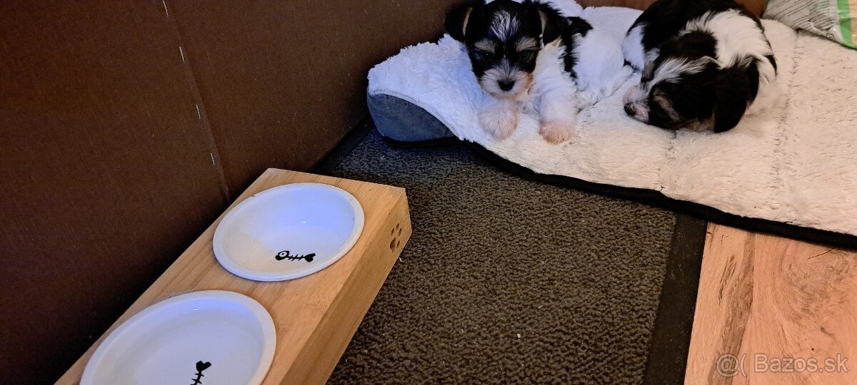 Yorkshire terier biewer mini - 2