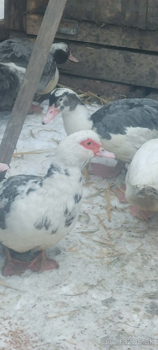 Čínske kačice - 2