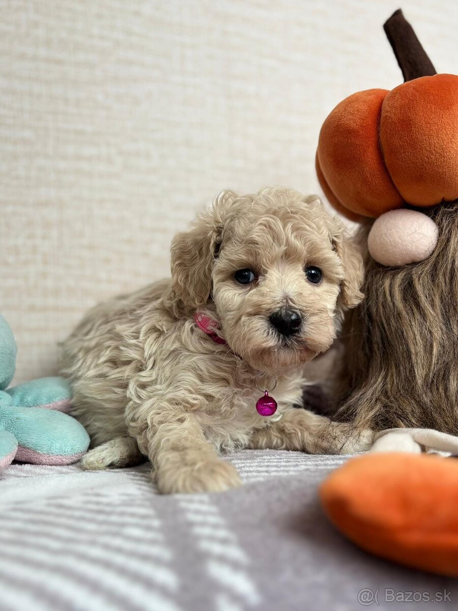 Toy mini maltipoo - 2