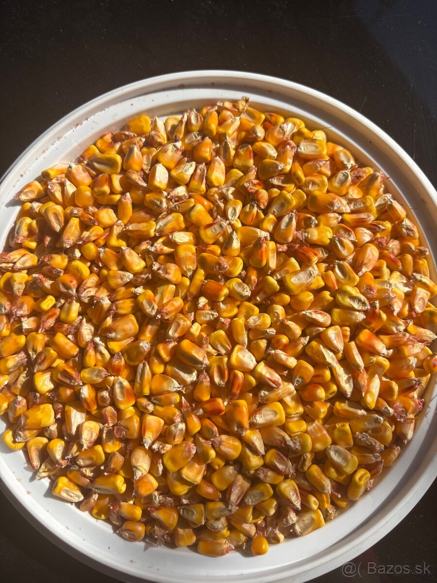Predám kukuricu - 2