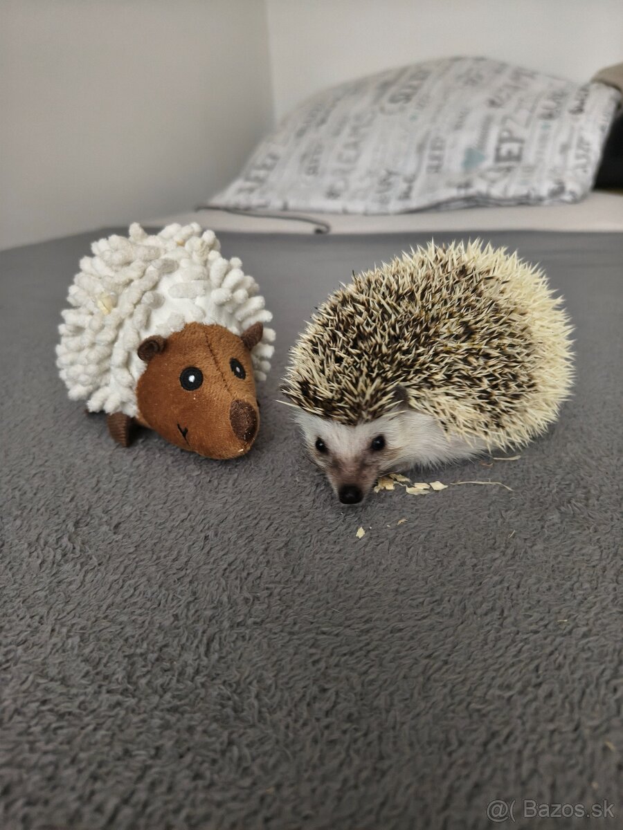 Ježko bielobruchý - 2