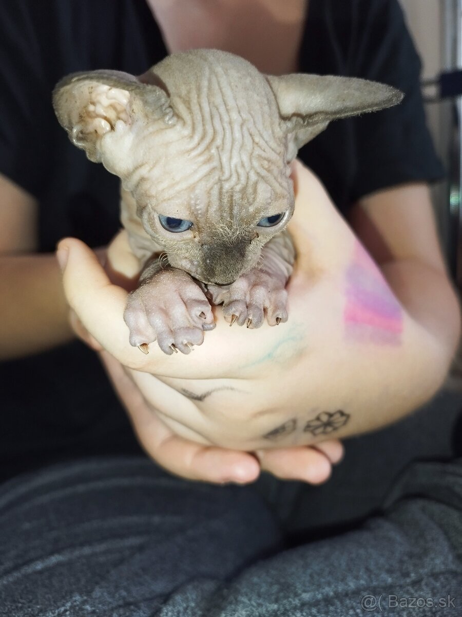 Don Sphynx - 2