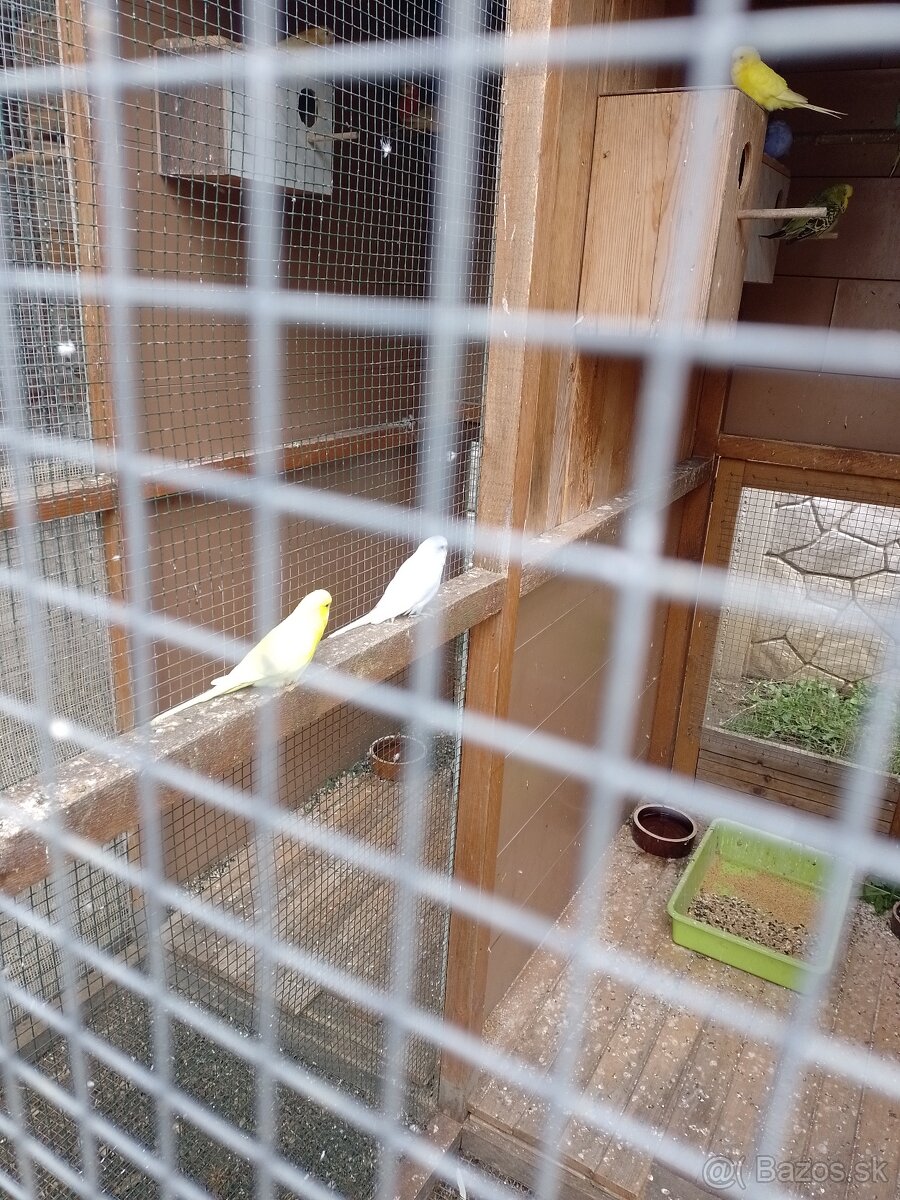 Papagáj spevavy - 2