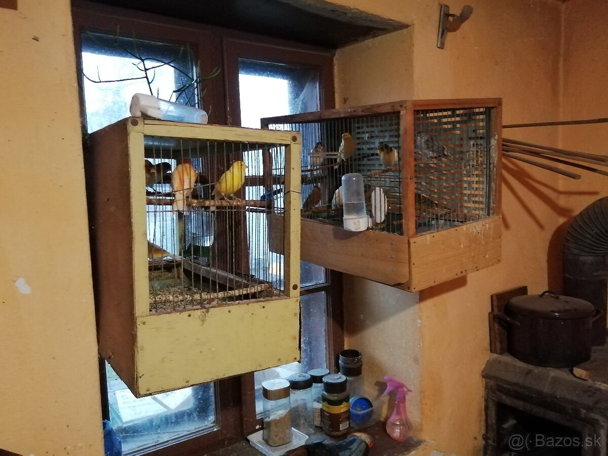 Predám kanárikov - 2
