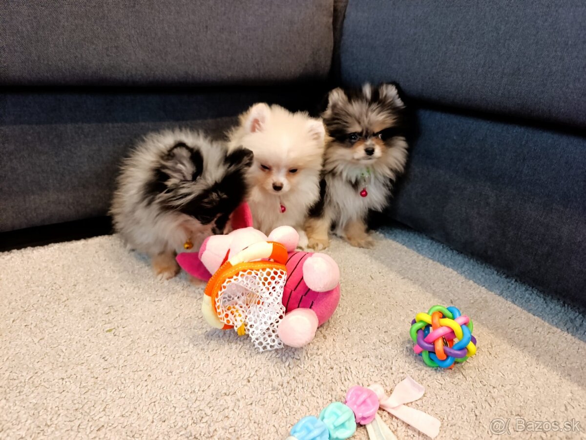 Pomeranian pomerian - 2