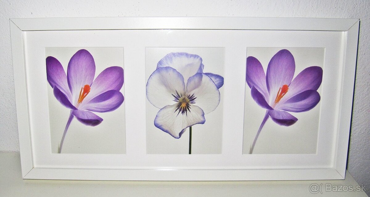 Obraz kvety - 52,5 cm x 25,5 cm - 2