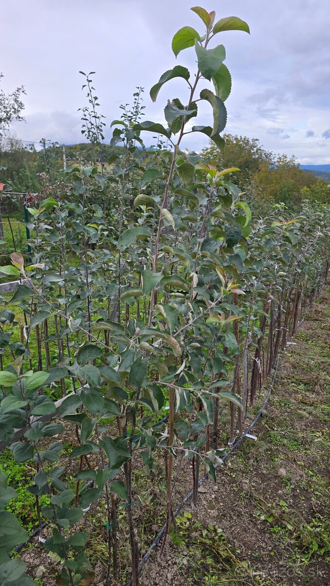 Ovocné stromčeky - 2