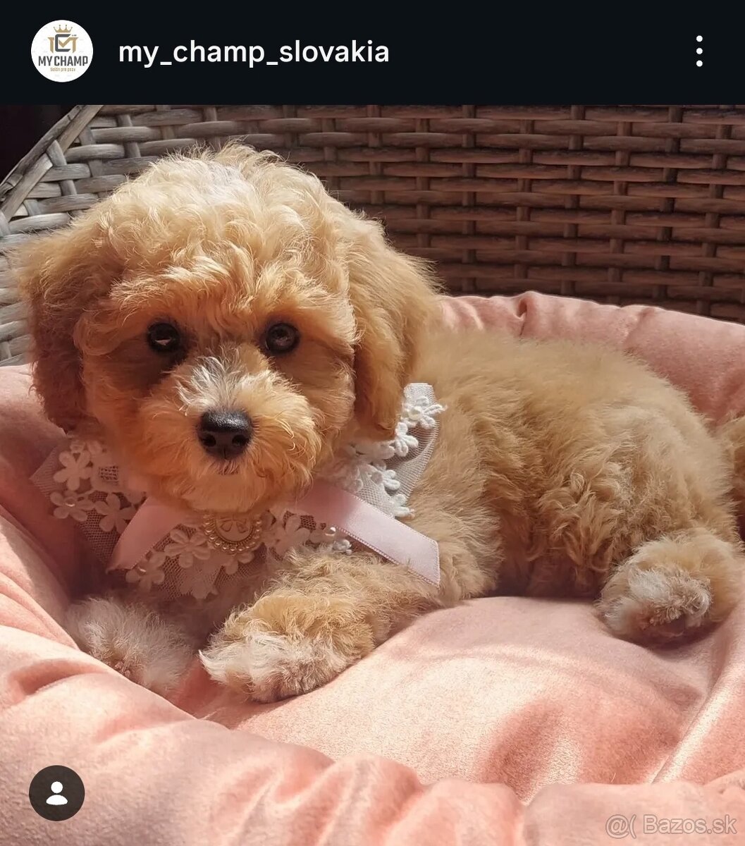 Salón pre psov, strihanie psov Bratislava - 2