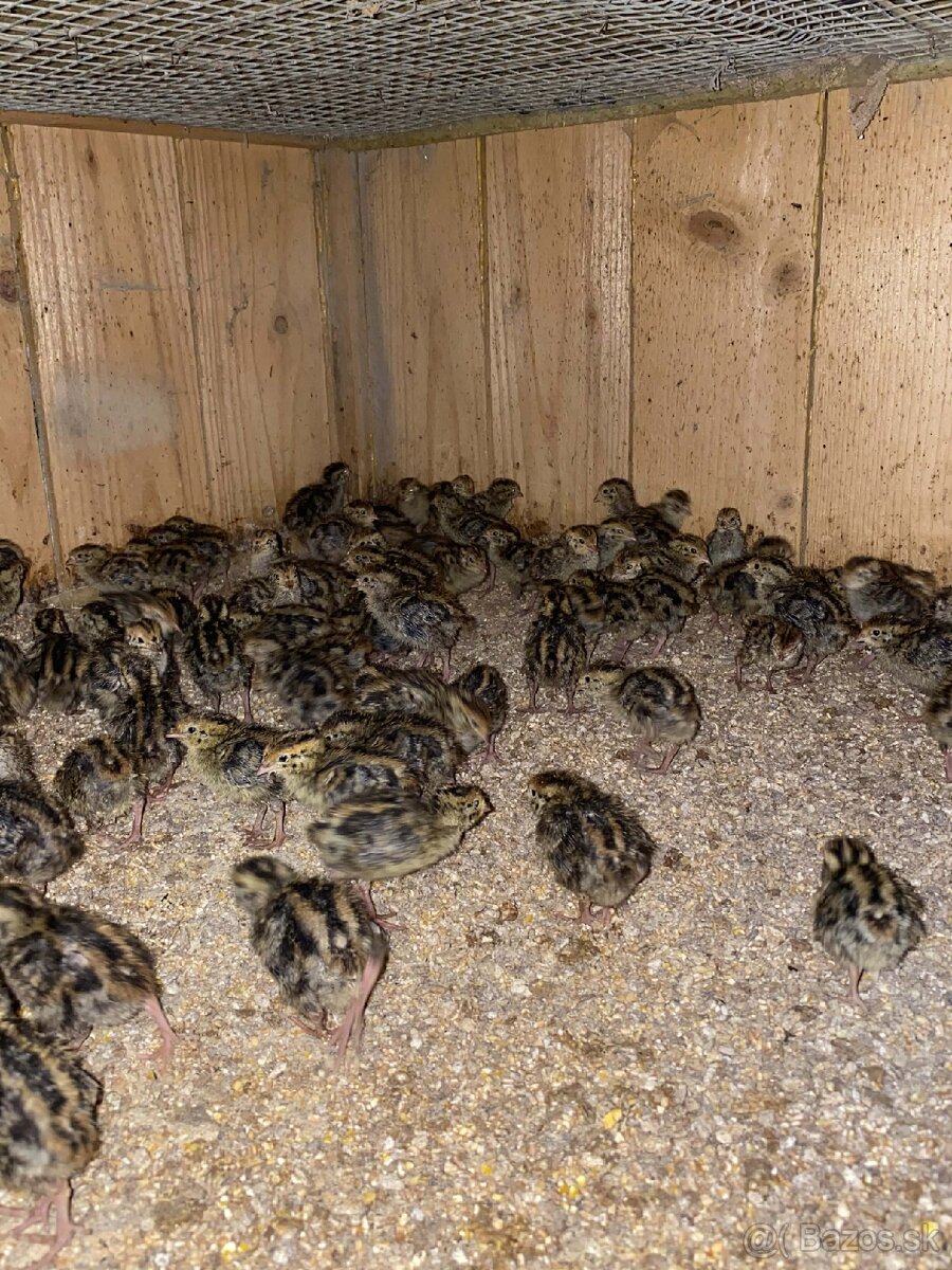 Japonské prepelice - 2