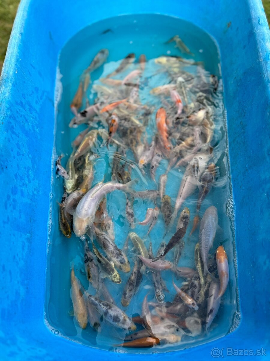 Predám koi kapre a koi karase - 2