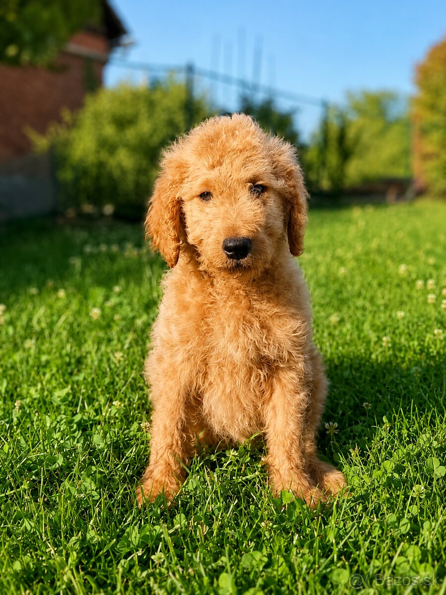 Goldendoodle - 2
