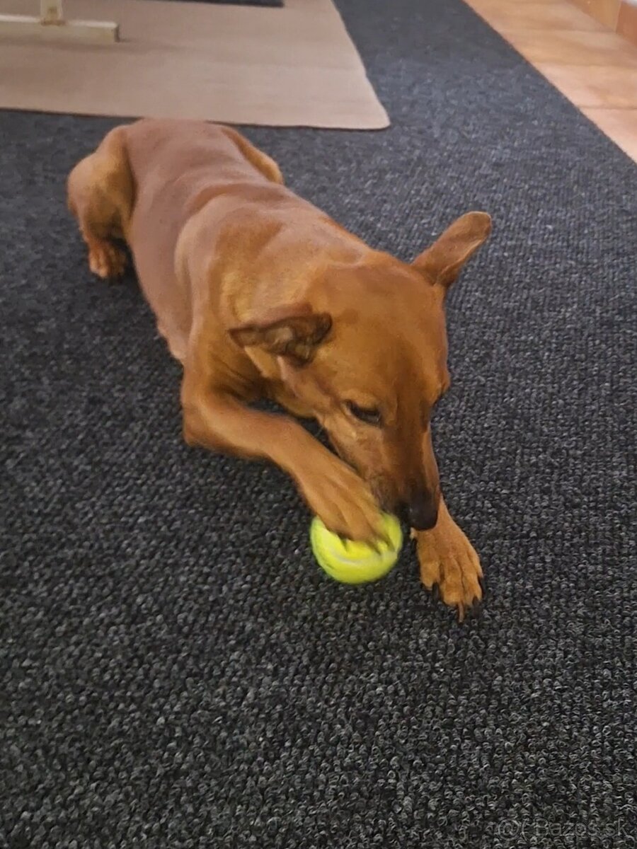 Nemecký pinč-darujem - 2