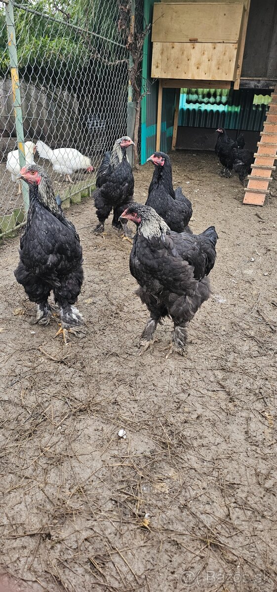 Brahmanka velká - 2