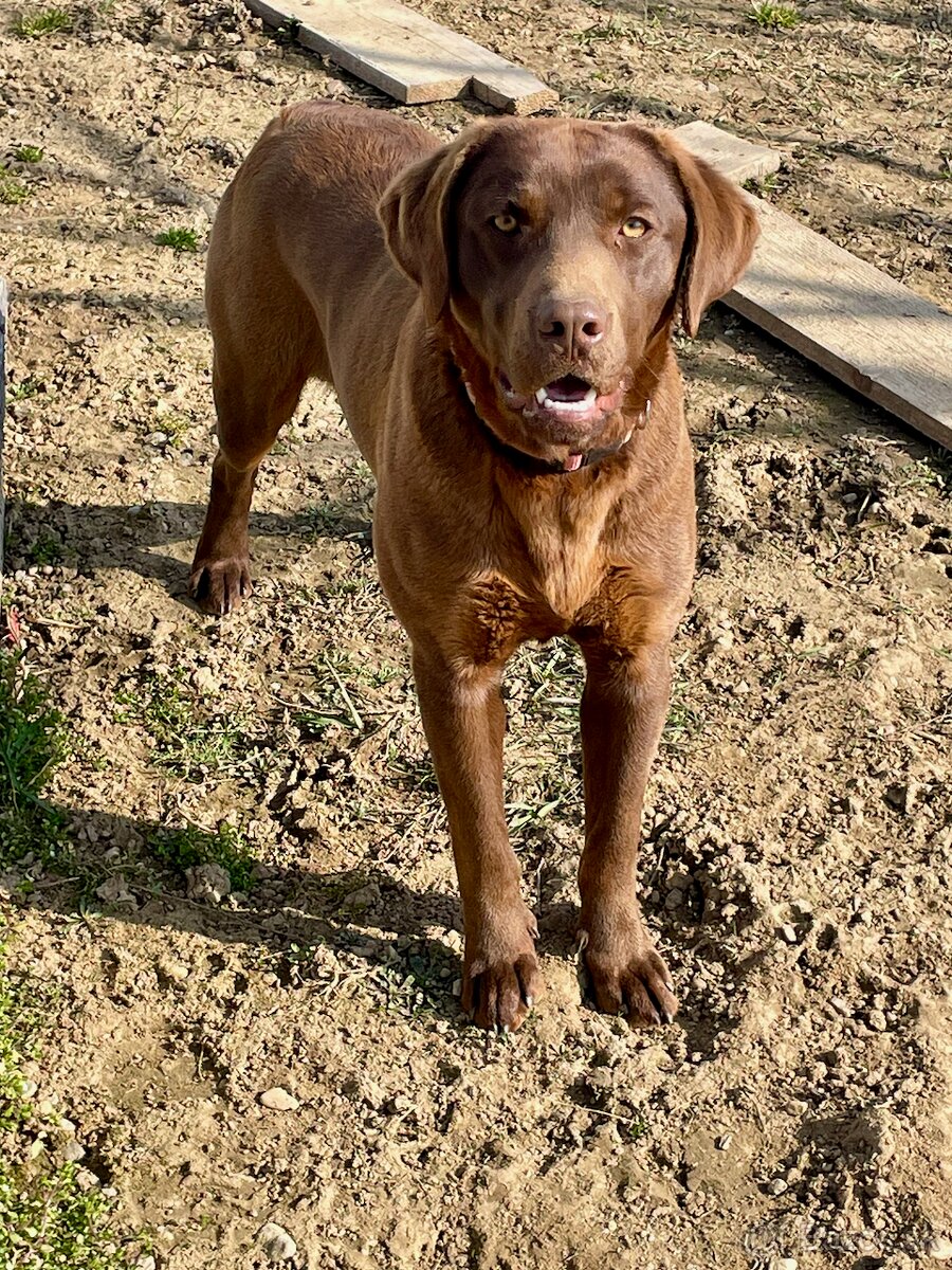 Fenka Labrador bez PP - 2