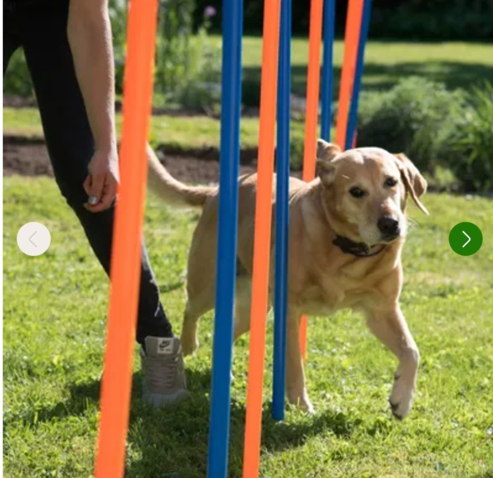 Agility prekážky - 2