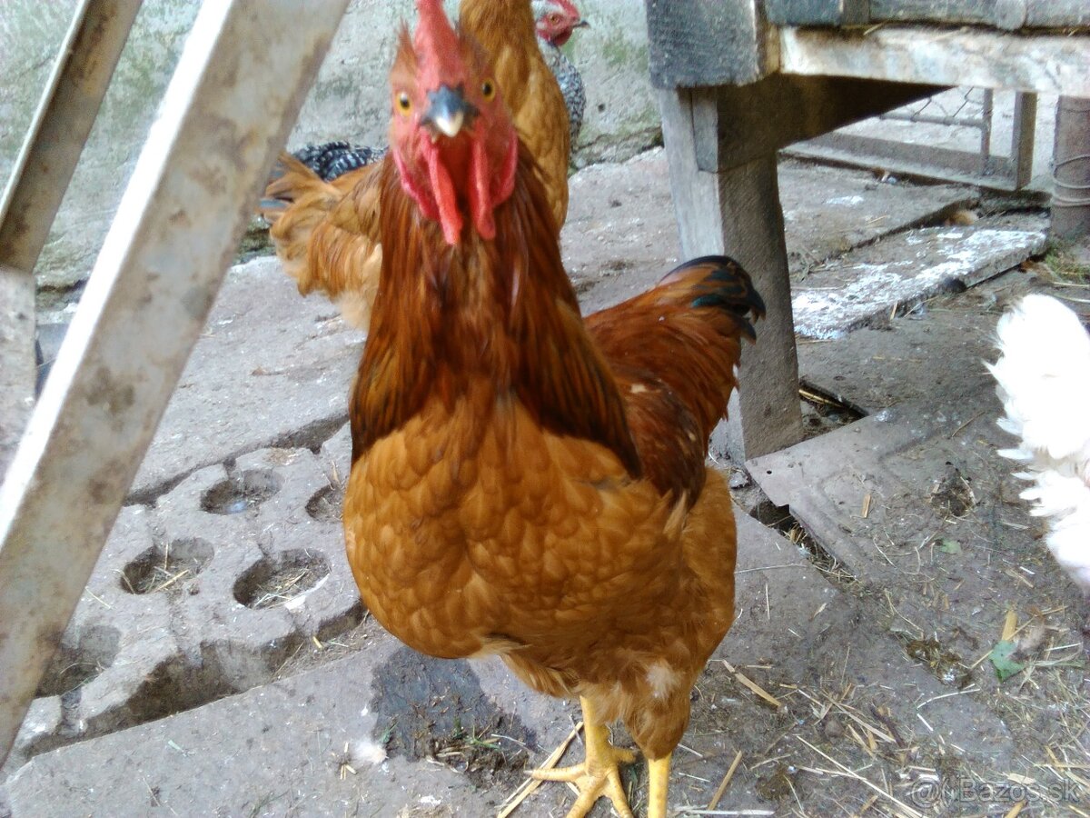 Kohúta predám - 2