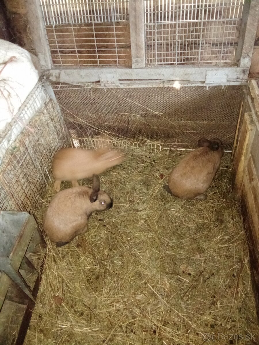 Predám burgundske králiky - 2