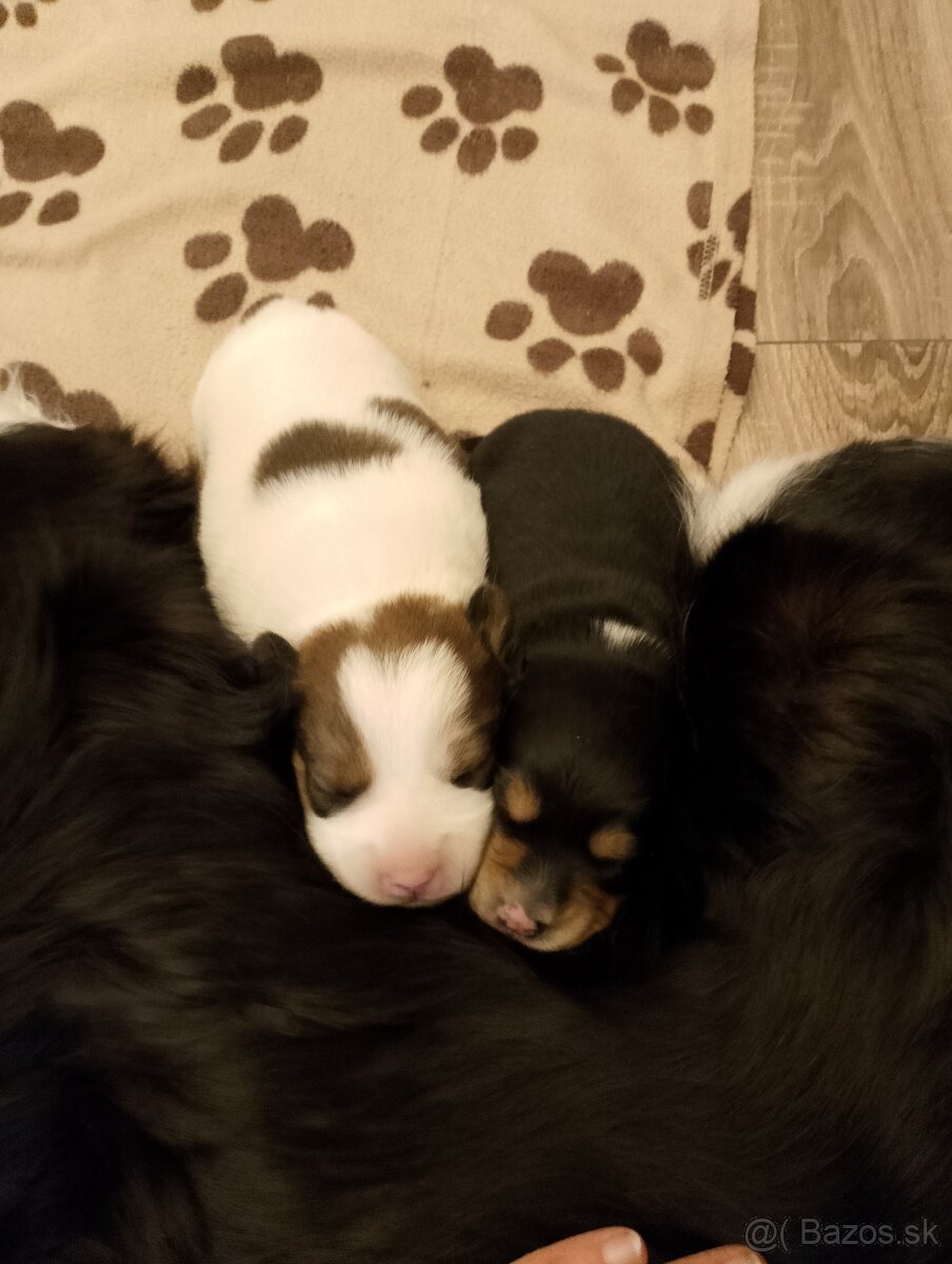 Darujem šteniatka - 2