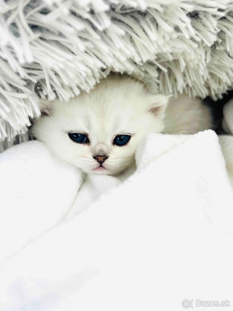 Britská strieborná činčila - 2