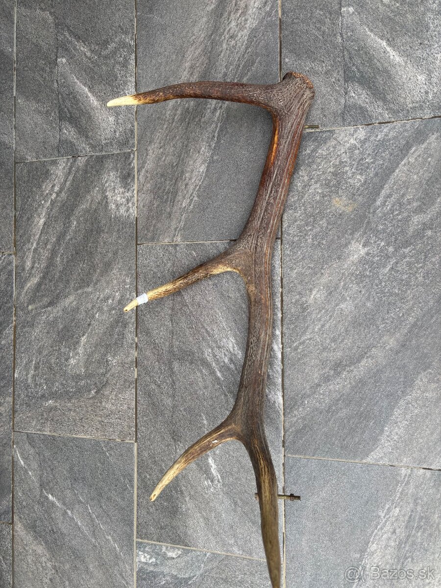 Parožie, parohy, zhody, trofej - 2