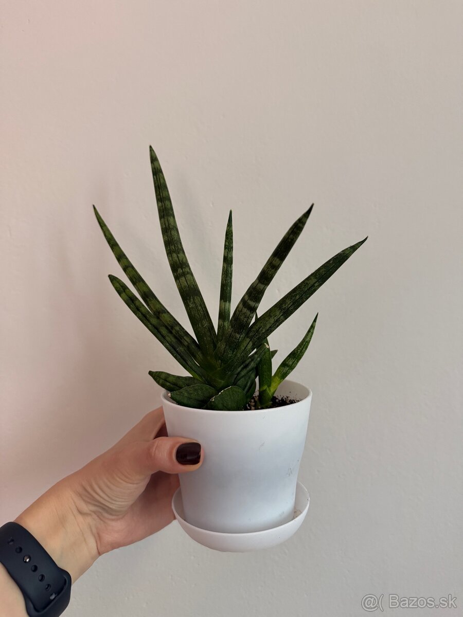 Sansevieria boncel svokrine jazyk - 2
