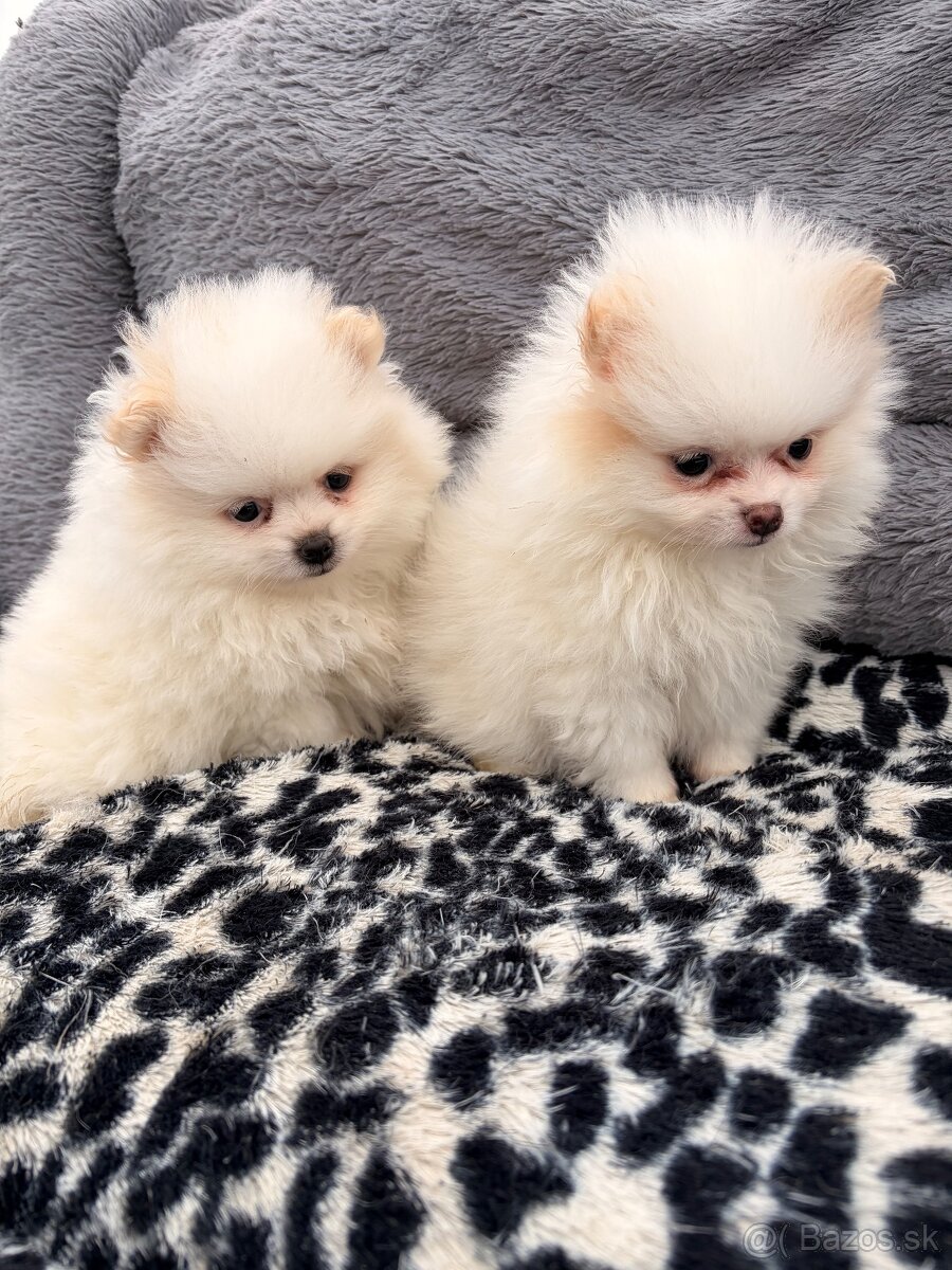 Špic, nemecký špic, pomeranian, oranžový špic - 2