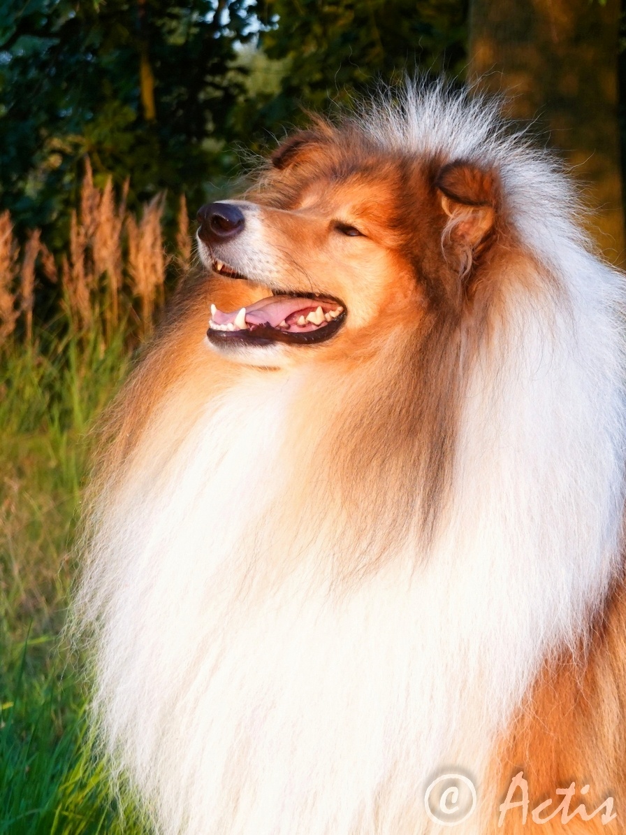 Kólia dlhosrstá s PP - 2