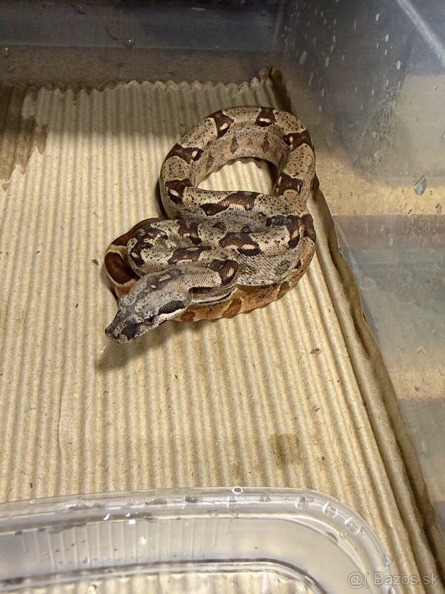 Boa Constrictor - Velhad kralovsky - 2