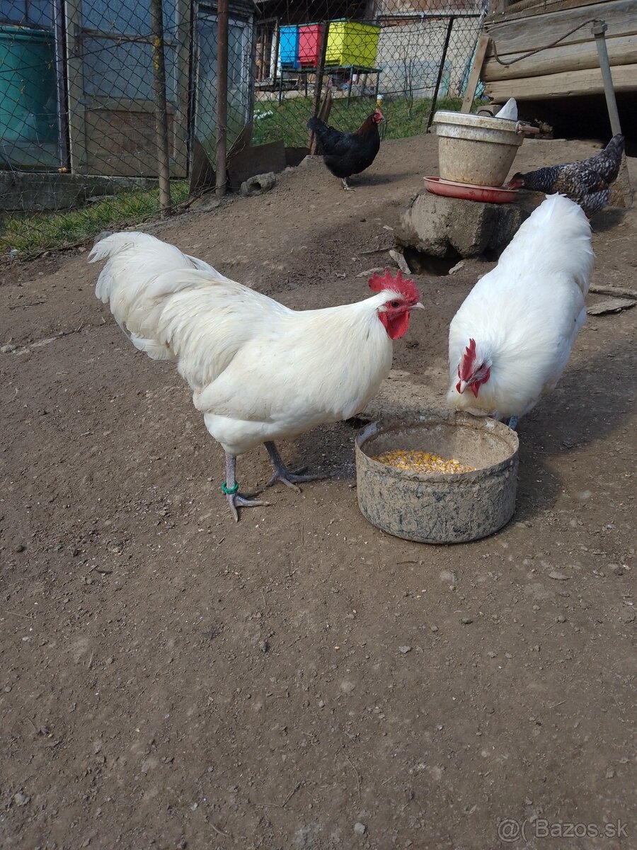 Biela australorpka - 2