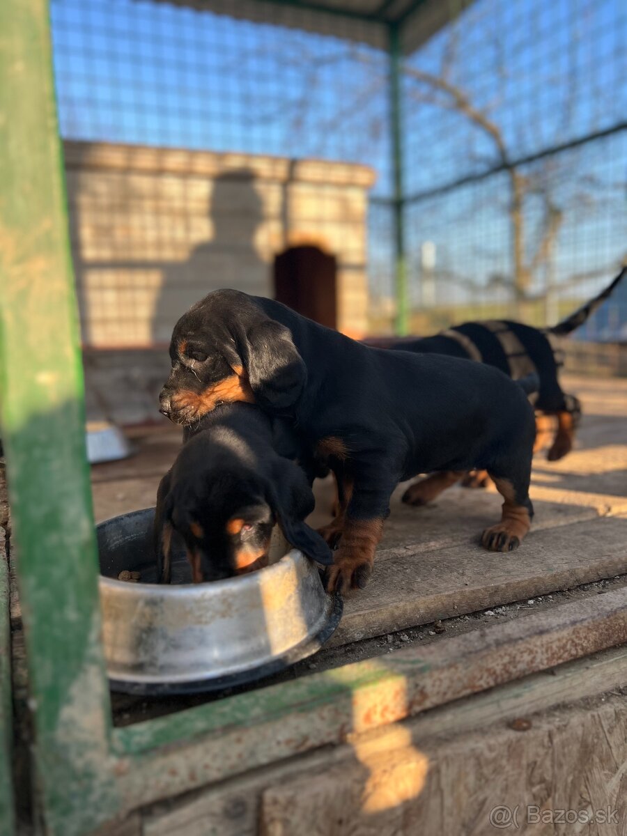 Slovenský kopov šteňatá - 2