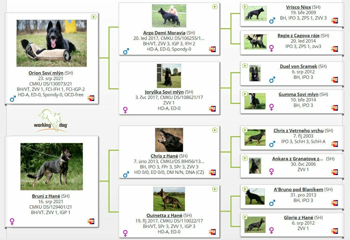Nemecký ovčiak - šteniatka s PP - 2
