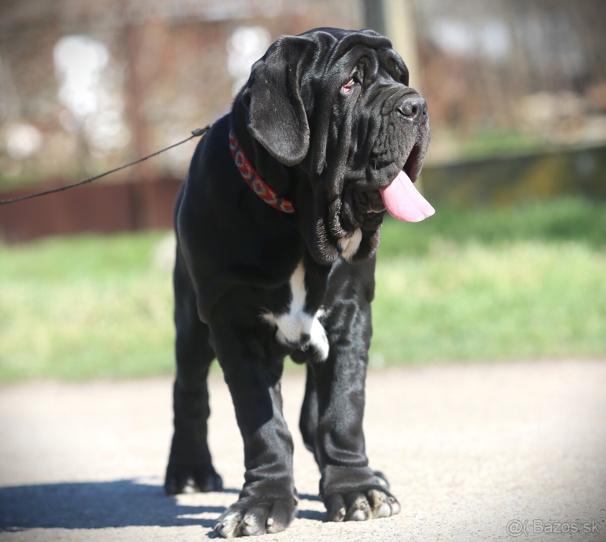 Neapolský mastiff, Mastino napoletano, Neapolitan mastiff - 2