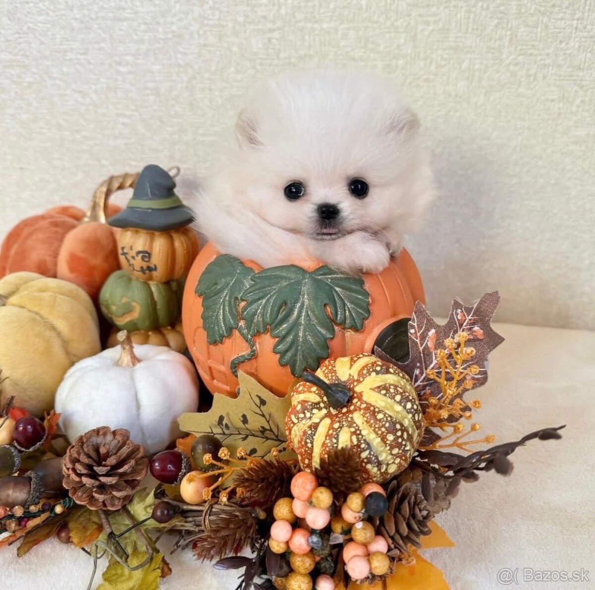 Rozkošná fenka mini Pomeranian - 2