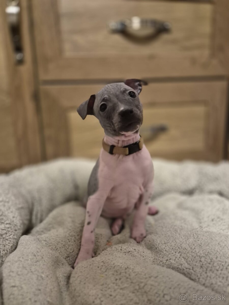 Americký bezsrstý teriér - 2